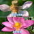 Before-and-after comparison showing a faded lotus bloom transformed into a vibrant pink flower with proper aquatic plant care. View Product Image
