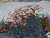 Creeping Maple Tree Kit View Product Image