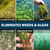 Six close-ups of weeds and algae, with text: “Eliminates weeds & algae; filamentous algae, planktonic algae, Chara, Hydrilla/elodea, American pondweed, curly leaf pondweed”. View Product Image