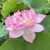 White and Dark Pink Summer Blooms View Product Image