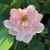 Mallory's Love Summer Lotus View Product Image