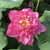 Chinese Red Shaoshan Lotus View Product Image