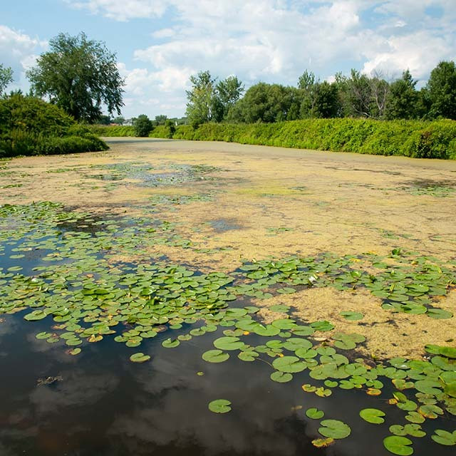 CrystalClear Algae D-Solv | Koi Pond Algaecide | The Pond Guy