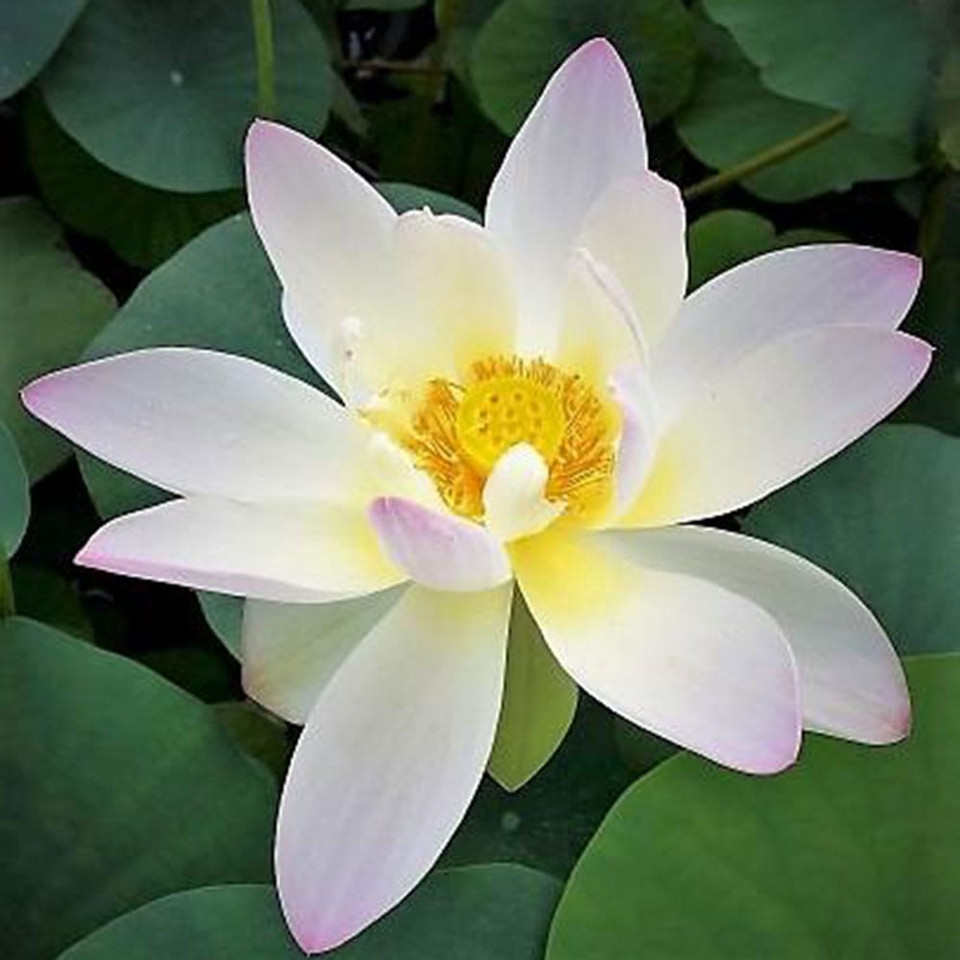 Oriole Out of Water Lotus Flower for Sale The Pond Guy