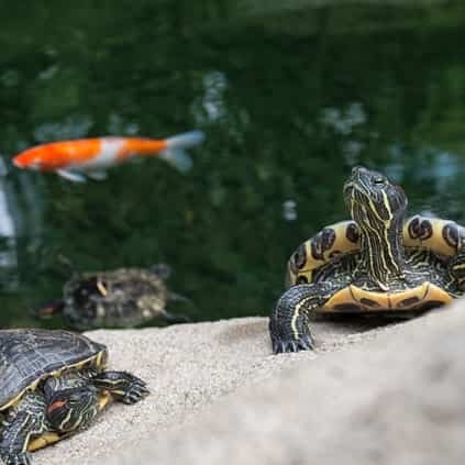 Treats & Specialty Food