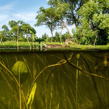 Algae & Aquatic Weed Control