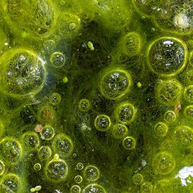 Shop Aquatic  Algaecides
