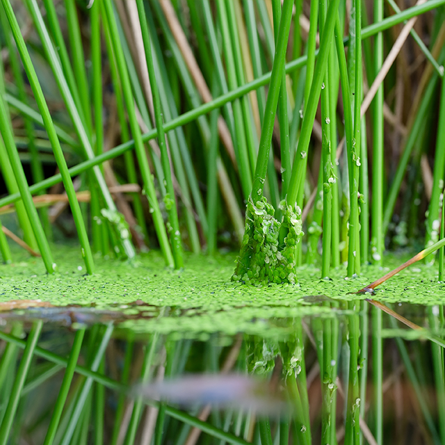 Shop Aquatic Herbicides