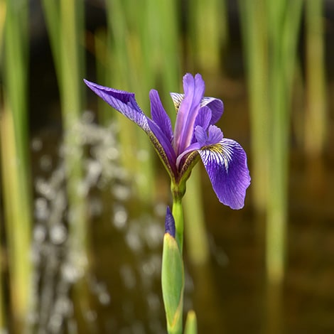 Blue Flag Iris Plants for Ponds