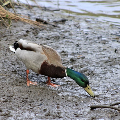 Duck Walking in Pond Muck Along Shoreline