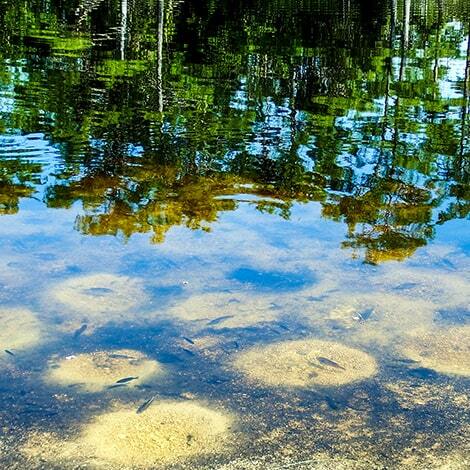 Fish Spawning Season