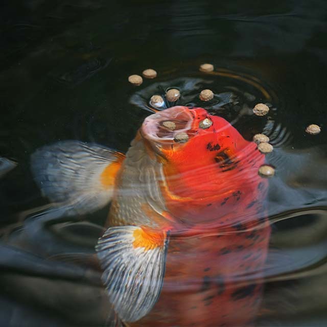 Shop Underwater Fishing Lights