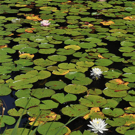 How to Kill Lily Pads Without Harming Fish | The Pond Guy