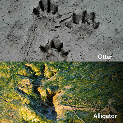 Otter Tracks and Alligator Tracks