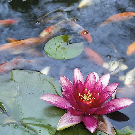 Water Lilies With Pond Flowers