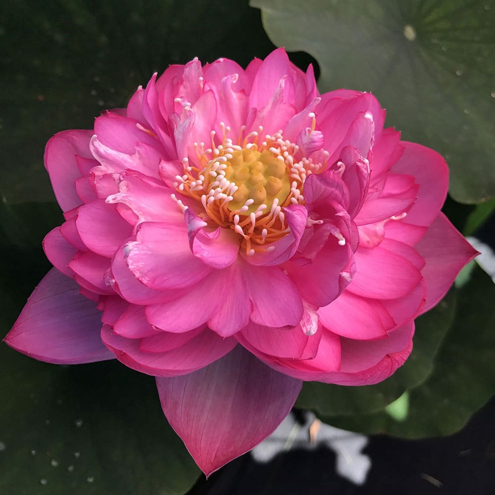 titanic-for-beginners-lotus-plant-for-sale-the-pond-guy