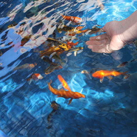 Do you have any water quality tips for bringing koi inside for the winter?