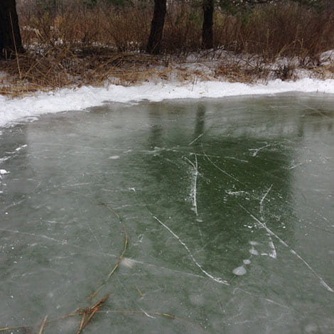 How are algae able to grow in the winter when everything else is dormant?