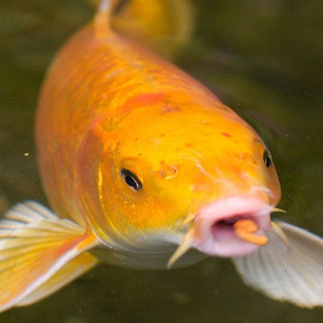 Why do koi have barbels?