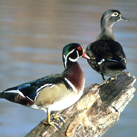 How can I tell if the duck that visits our pond is a wood duck?