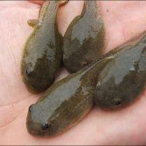 african bullfrog tadpole