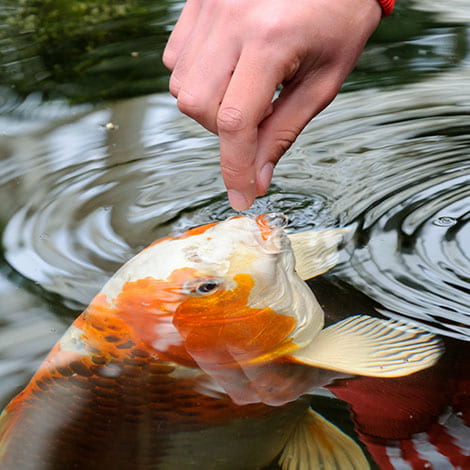 feeding outdoor goldfish in winter