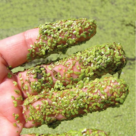 How can I control the duckweed in my pond?