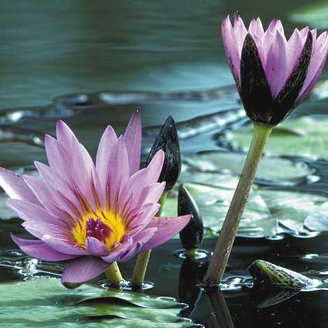 How do I divide my pond plants?