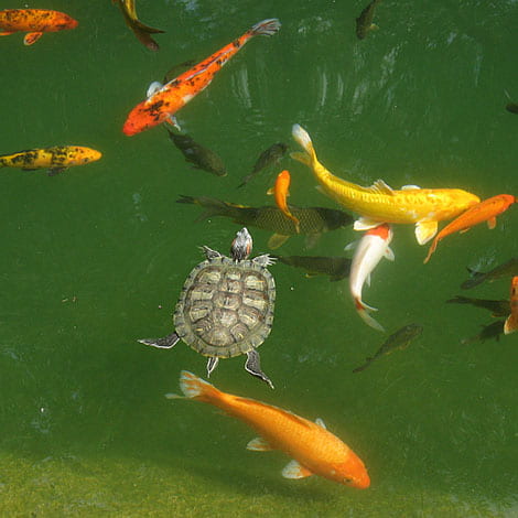 I'm tired of fighting algae. Will a UV take care of all the algae growth?