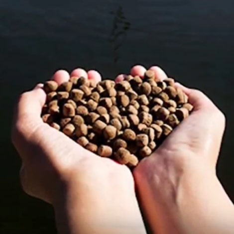 What should I feed my game fish?