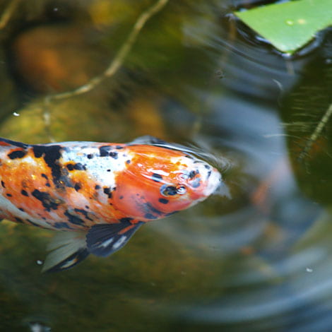 Our Range of Koi, Carp & Pond Fish Food