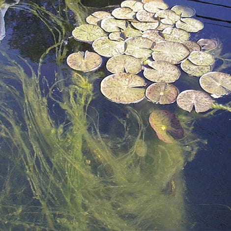 My pond was a mess, so I drained and refilled it. Now I have algae. What do I do?