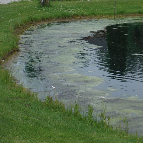 If I treat my pond for weeds and it rains, will the treatment still work?