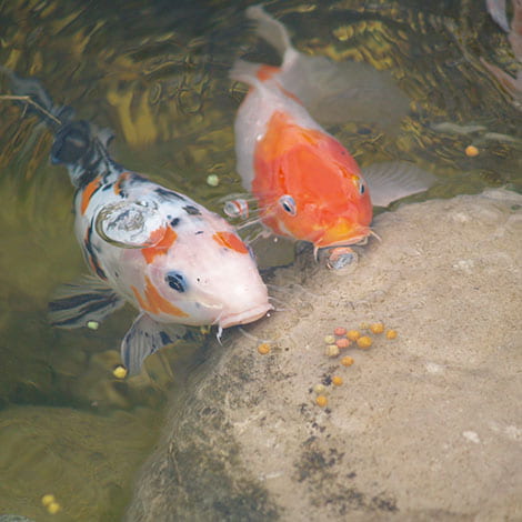 How can I train my koi fish to hand feed?