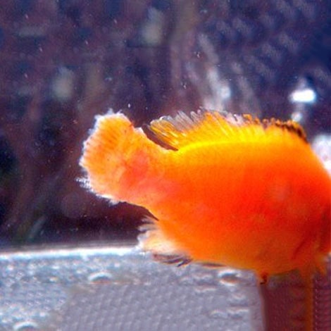 Ikan Mas Koki terkena Fin Rot
