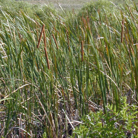 Should I be cutting cattails before I spray them?