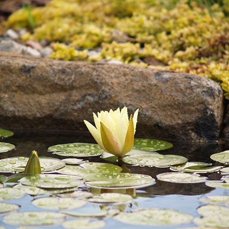 My water lilies have lots of leaves but no flowers. What's wrong?