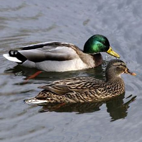 I would love to have ducks at my pond. Is there any harm, and how do I attract them?