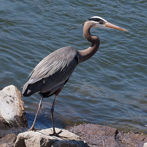 What can I do to help an injured fish that a heron attacked?