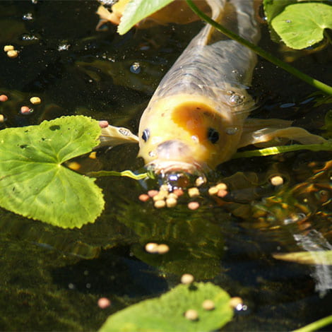 Is it OK to continue feeding my fish summer food and just feed them less?