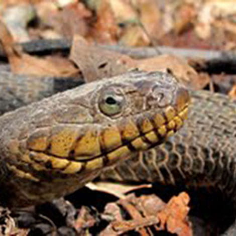 We always have snakes around my pond, except in the winter. Where do they go?