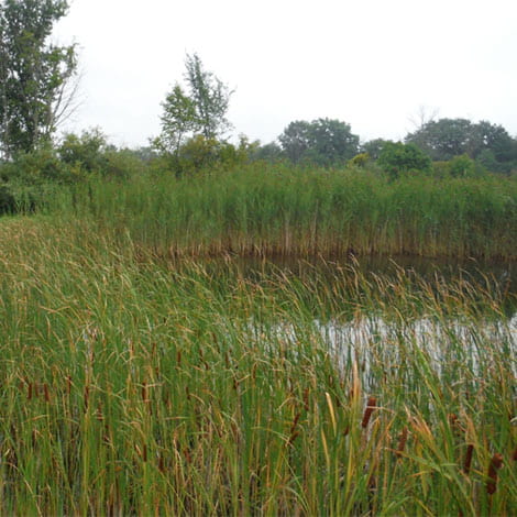 I have a lot of cattail growth. Should I spray it now or just wait until spring?