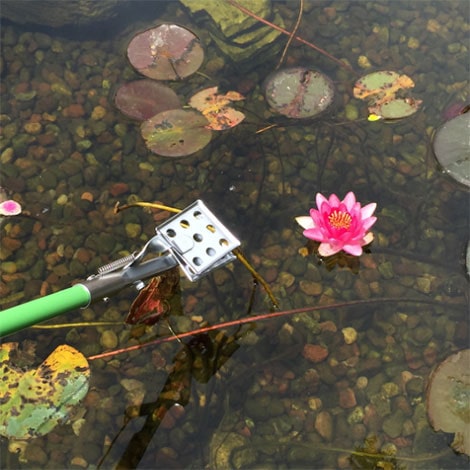 This is my first winter with a pond. Do I need to bring in my plants?