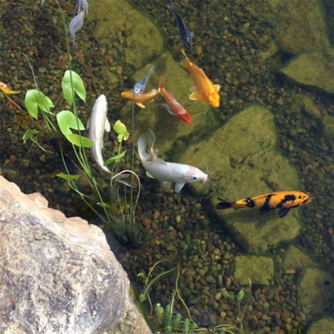 How do I keep my koi fish healthy and prevent diseases?