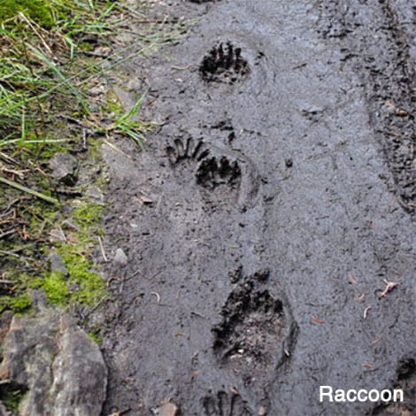 I am seeing quite a few tracks near my pond. Who do they belong to?