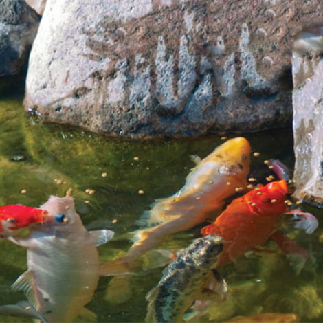 When should I start feeding my koi fall fish food?