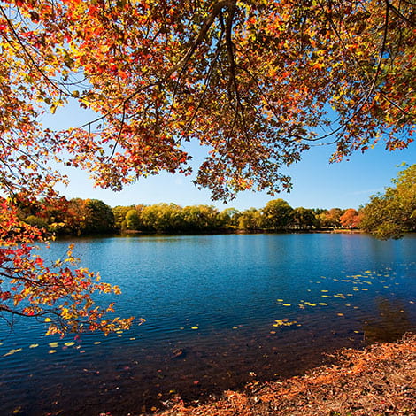 I have a lot of leaves blowing into my pond. Will the bacteria still work this time of year?