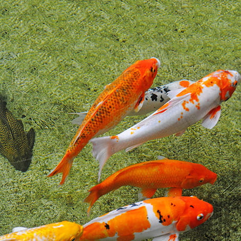 Are other fish like my plecostomus as hardy over the winter as my koi?