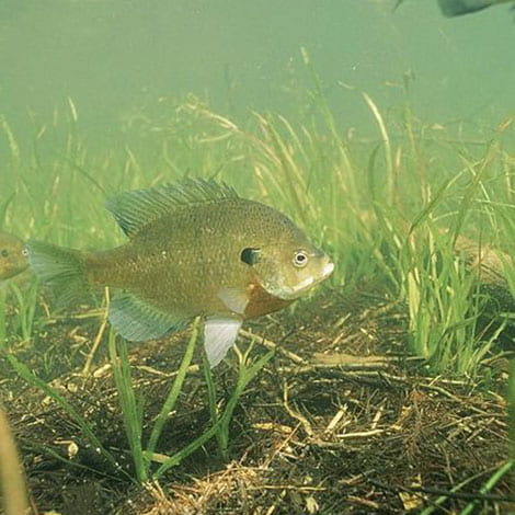 I heard you can lose fish during the winter. How do I prevent a winter fish kill?