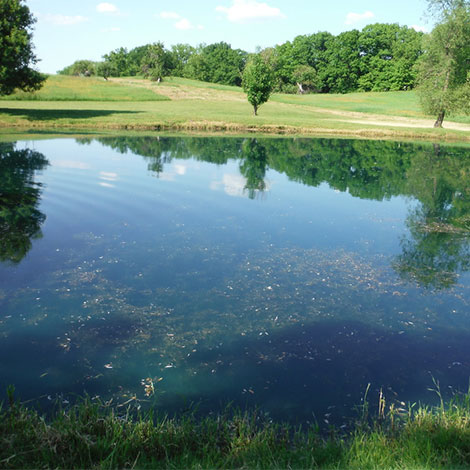 Do pond weeds die in winter, or should I continue herbicidal treatments?